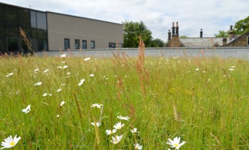 Optigreen - extensive green roof