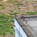 Rare Bird living it up on a green roof in Soho