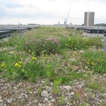 The original brown roof – biodiversity in action