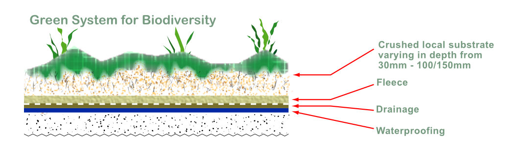 Extensive Green Roofs with a thin growing medium