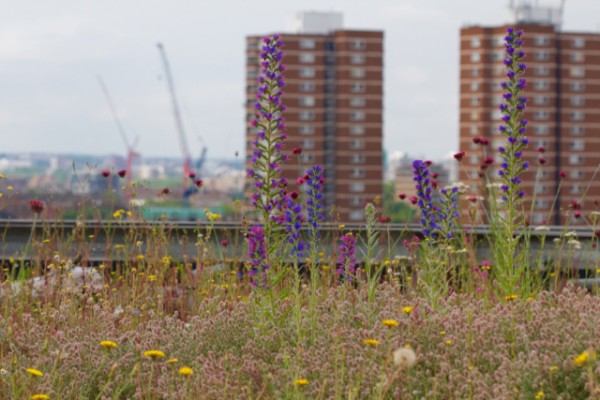 Viper's bugloss on a green roof London Bridge