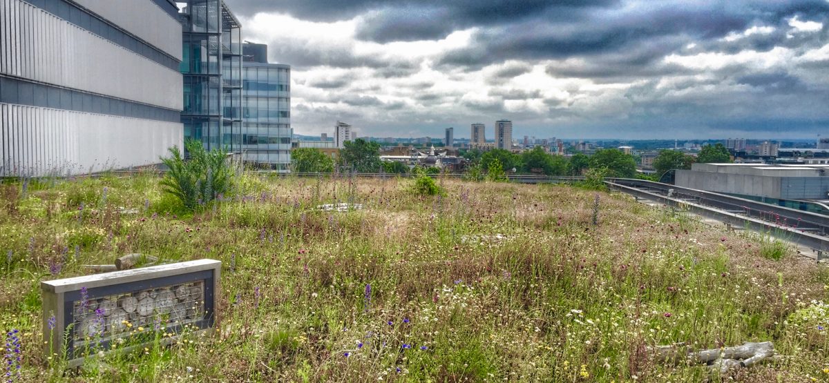 green roofs london