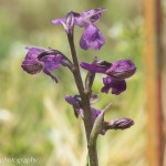 Swiss Orchid Green Roof