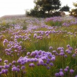 A Green Roof in Essex