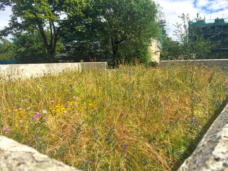 Buzzing roof - Abbey Road green roof