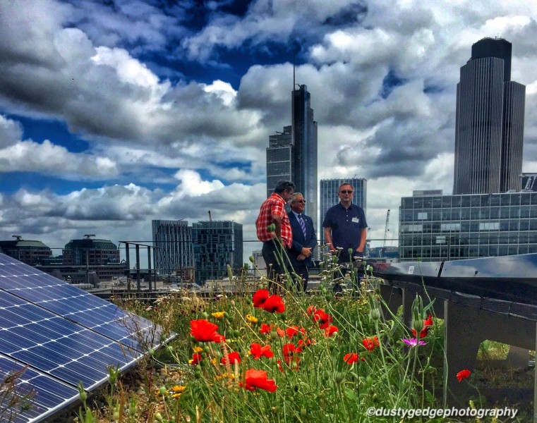 Biosolar roof - poppies