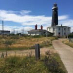 Green Roof Wildflower Template – Dungeness