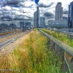 Poppies on a biosolar roof in London