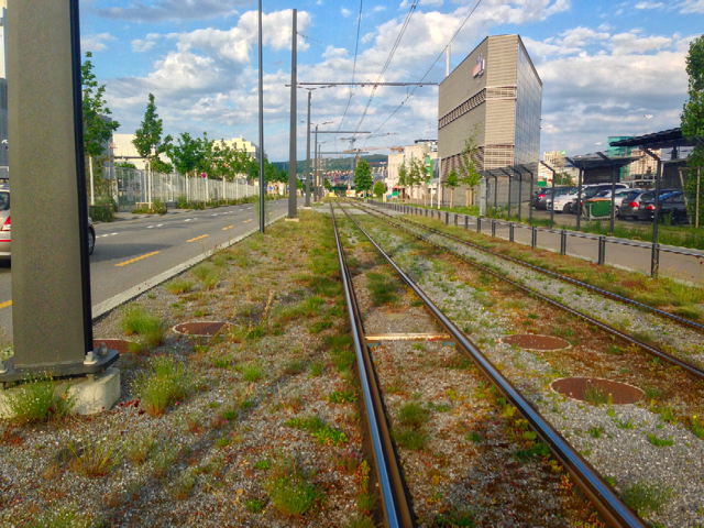 Tramlines in the City of Zurich