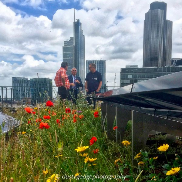 Biosolar roofs- nature and solar