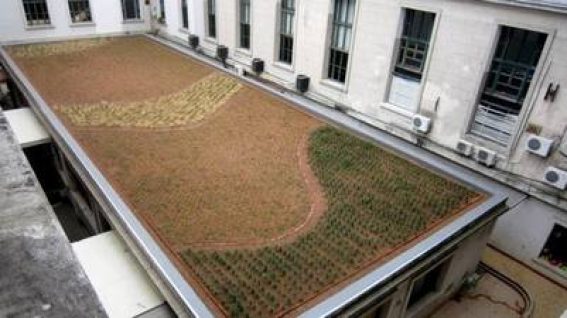 Green roof bylaws – from Argentina to San Francisco