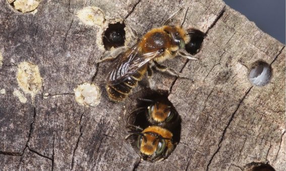 New bee for England – is it using green roofs in London?