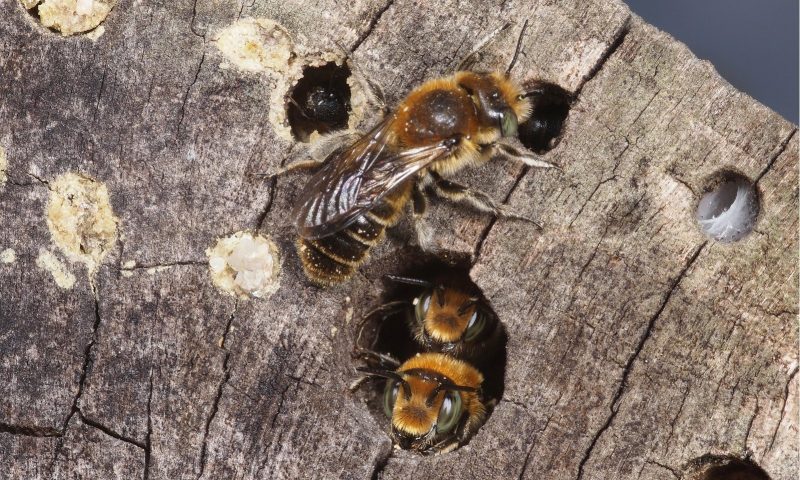 Bee - green roofs