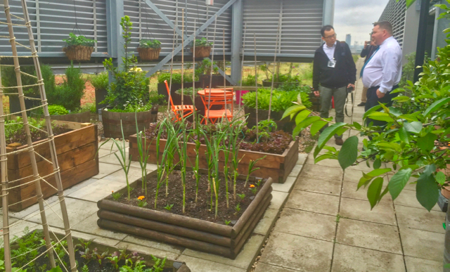 Eversheds Ltd London - staff food growing area.