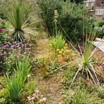 A Mediterranean Hillside in Islington London – update
