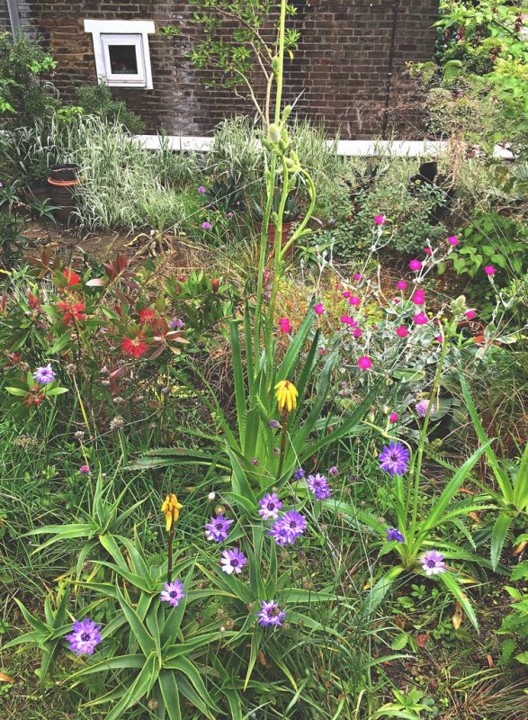 Colour and exotica on a green roof in London