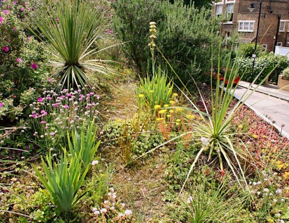 A Mediterranean Hillside in Islington London – update