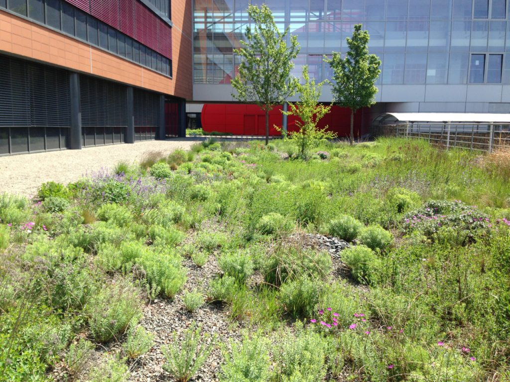Czech green roof - semi-intensive