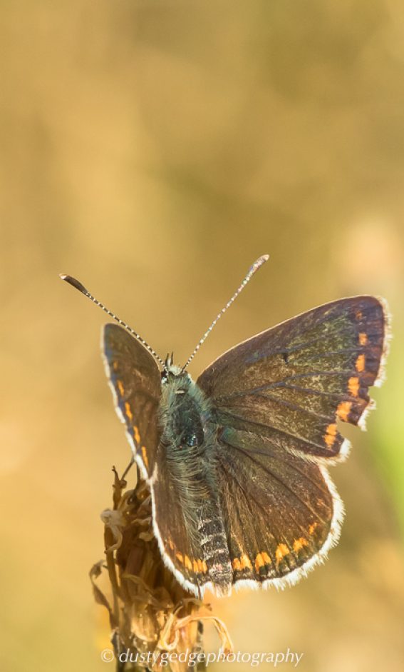 Bringing butterflies on green roofs right to the heart of Scotland
