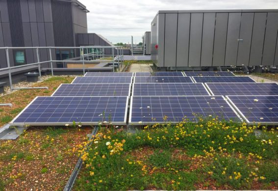 A green roof solar boost – and a boost for nature too