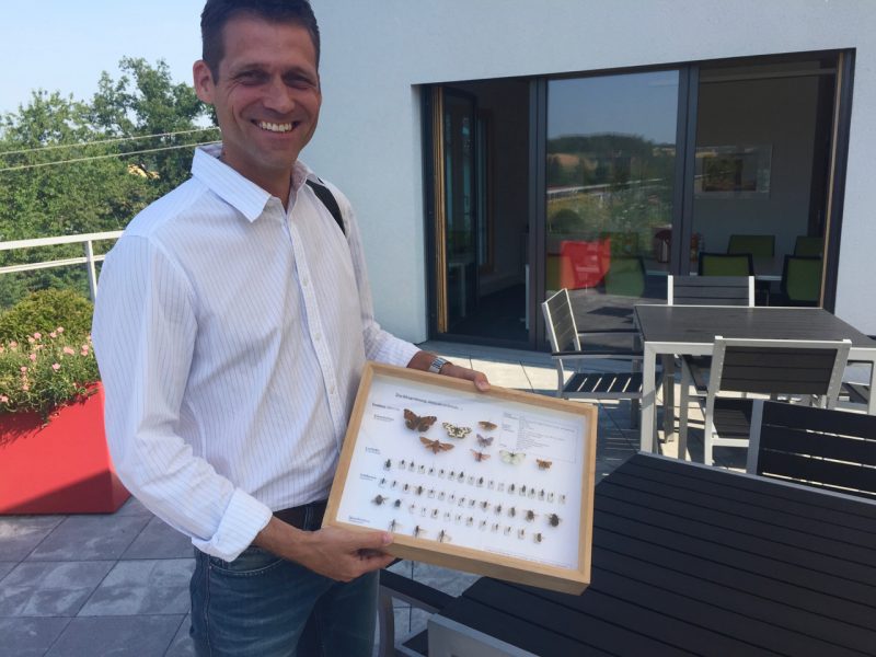 buzz - green roofs and invertebrates Germany