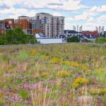Green performance or green in colour – the second green roof poll