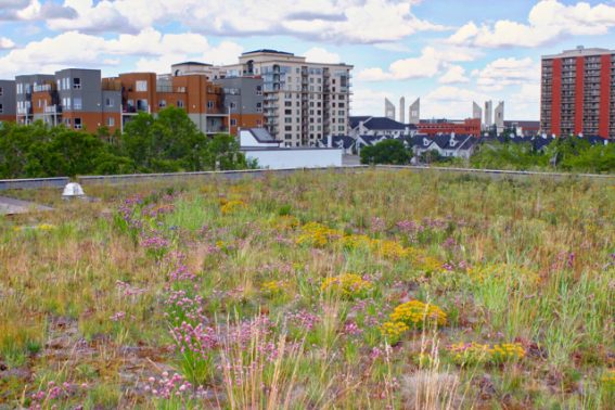 Green performance or green in colour – the second green roof poll