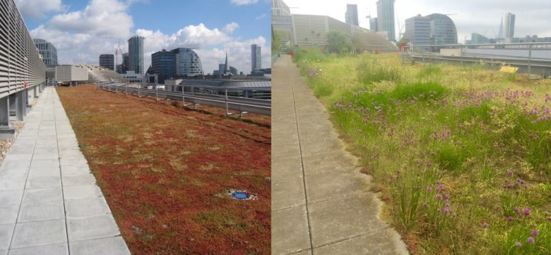 green roof poll - green roofs