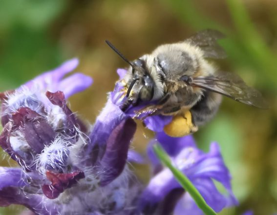 Is there a real wild buzz about researching bees on green roofs?