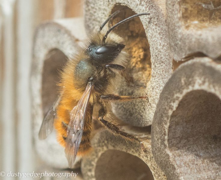 wild bees on green roofs in Vienna