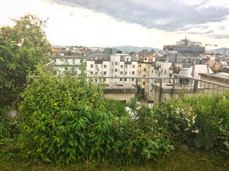 Wild bee research green roof Vienna