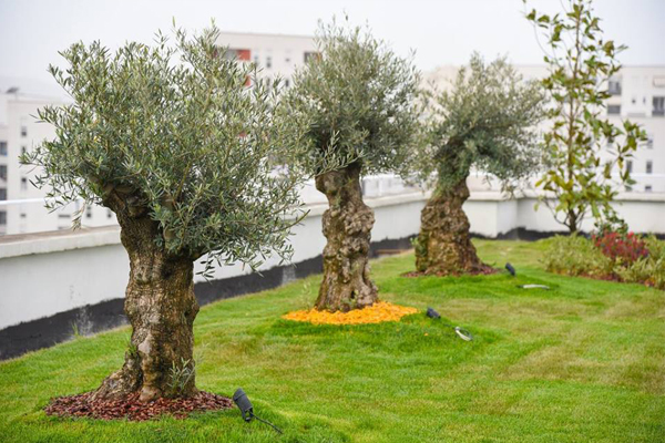 Tirana - green roofs