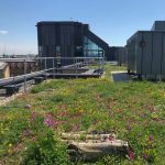 David Attenborough Building and Cambridge green roof policy