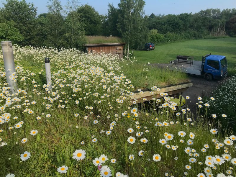 Small green roof - Hilldrop Essex