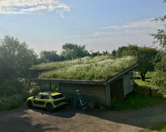 Small green roof guide – the Essex property that started it all
