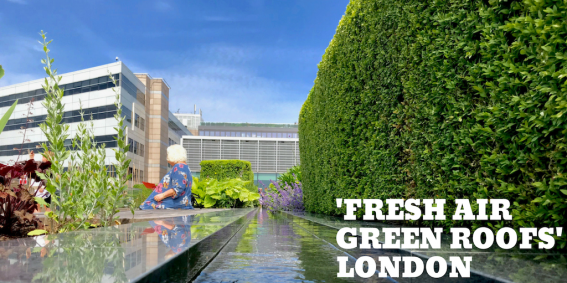 ‘Fresh air’ green roofs should be part of ‘healthy’ planning
