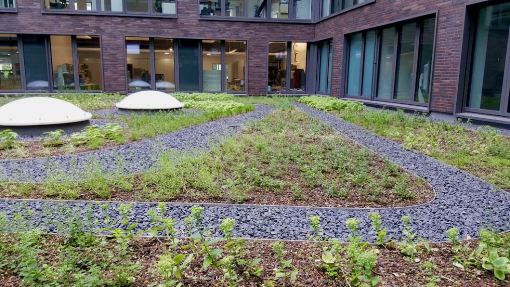 The blue green roof - helping cities cope with stormwater