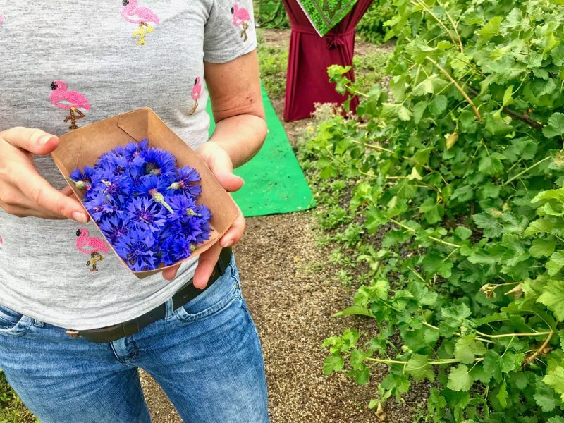 Rotterdam green roof weekend - wildflowers