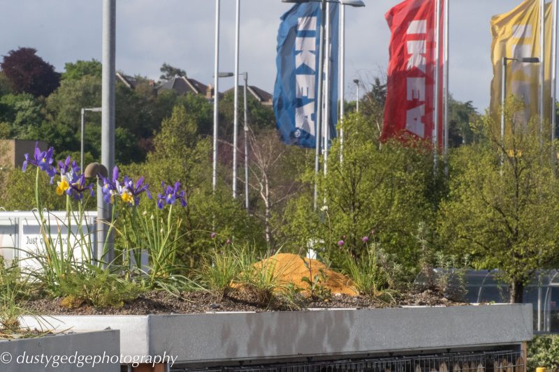 Irises - small green roofs bloom 
